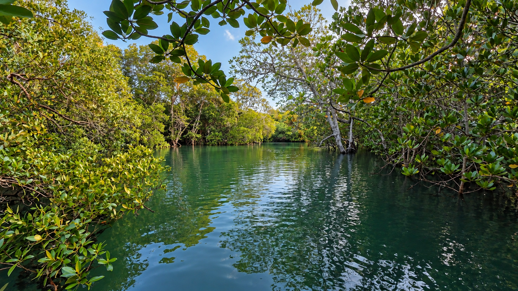 Mangrove forest and waterway at Mida Creek