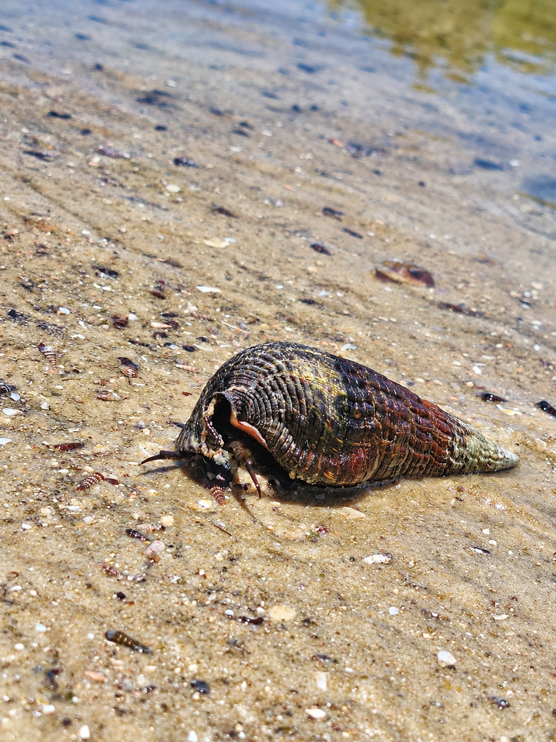 Mangrove snail on a muddy surface