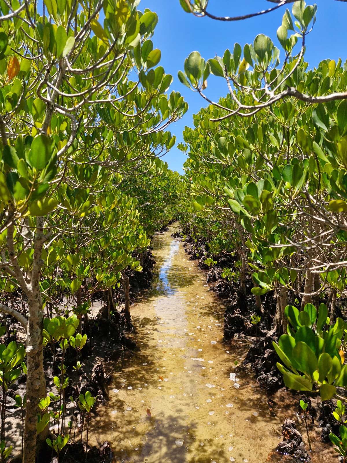 Mangrove Hike, Lunch and Canoe