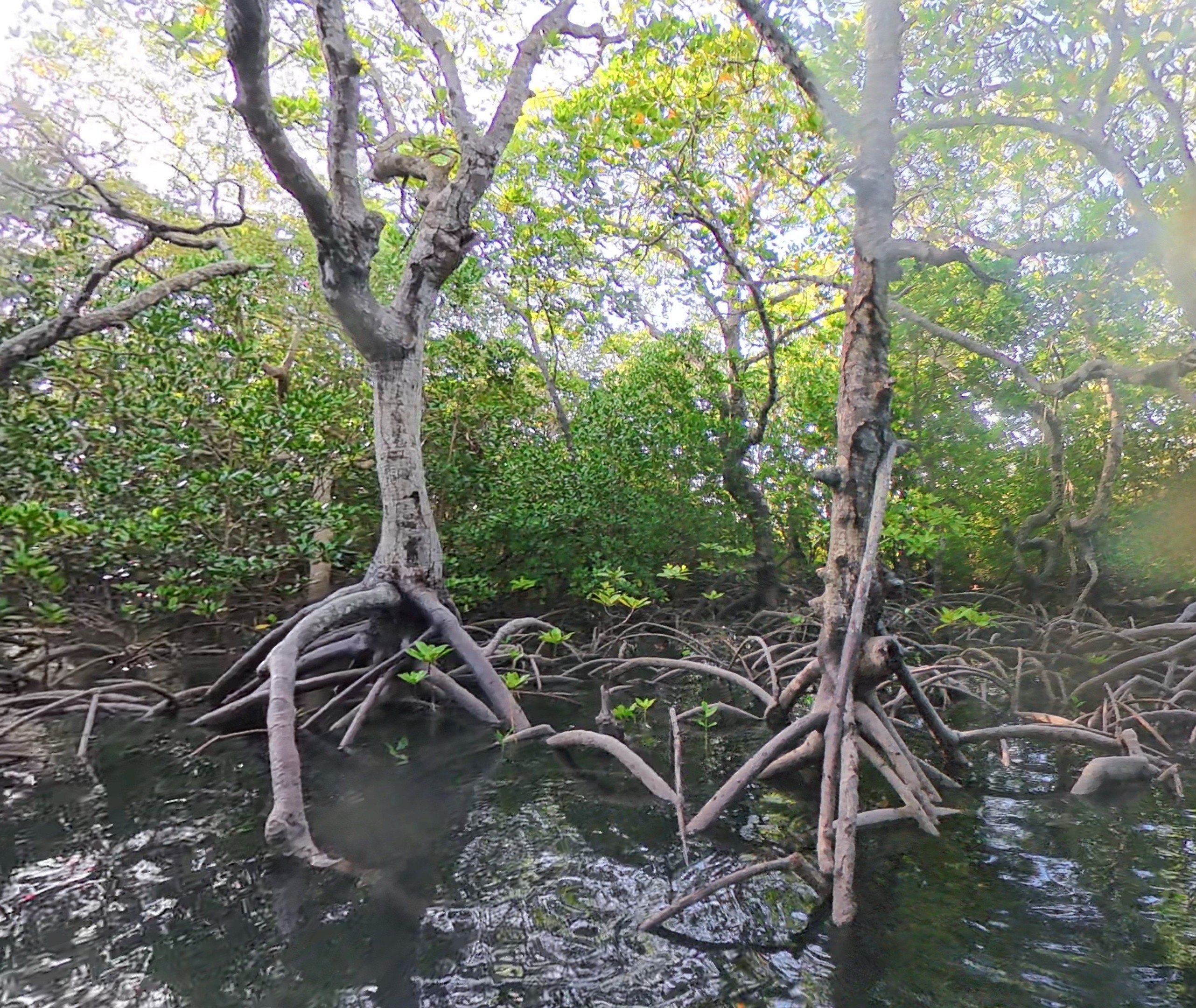 Rhizophora mucronata mangrove tree at Mida Creek
