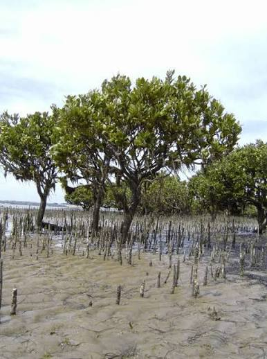 Avicennia marina mangrove tree