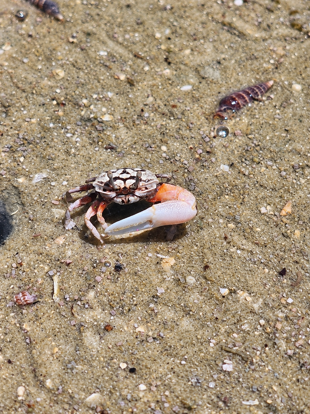 Fiddler crab on the mud