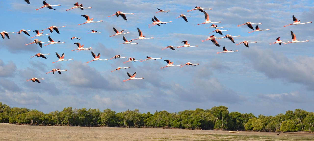 Mangrove Birdwatching