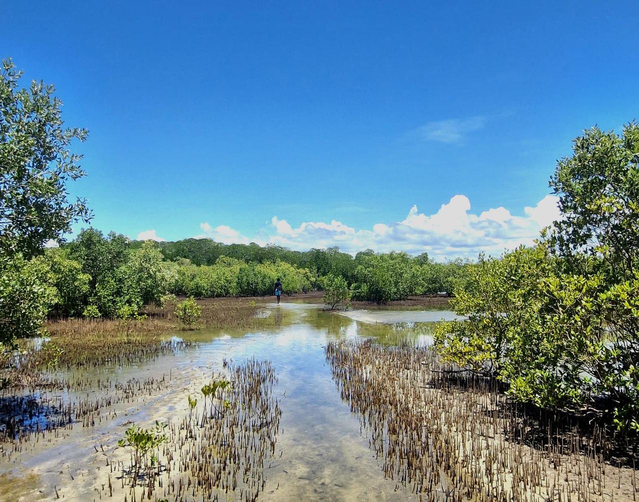 Mangrove Hike