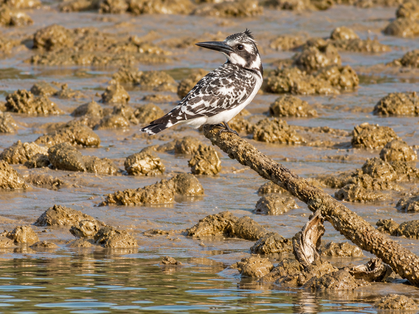 Pied kingfisher perched on a branch
