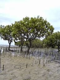 Avicennia marina