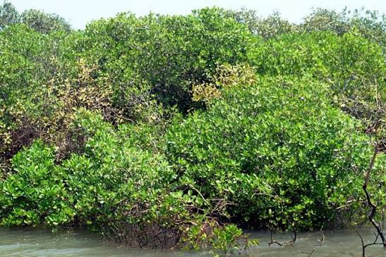 Lumnitzera racemosa mangrove tree