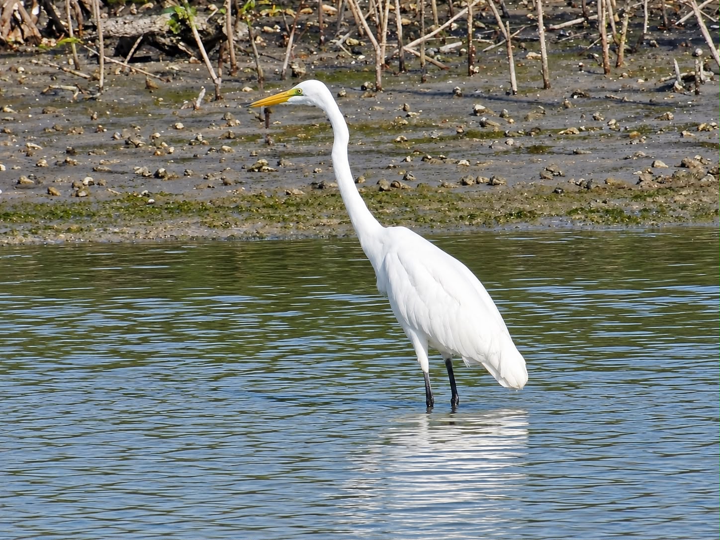Great egret
