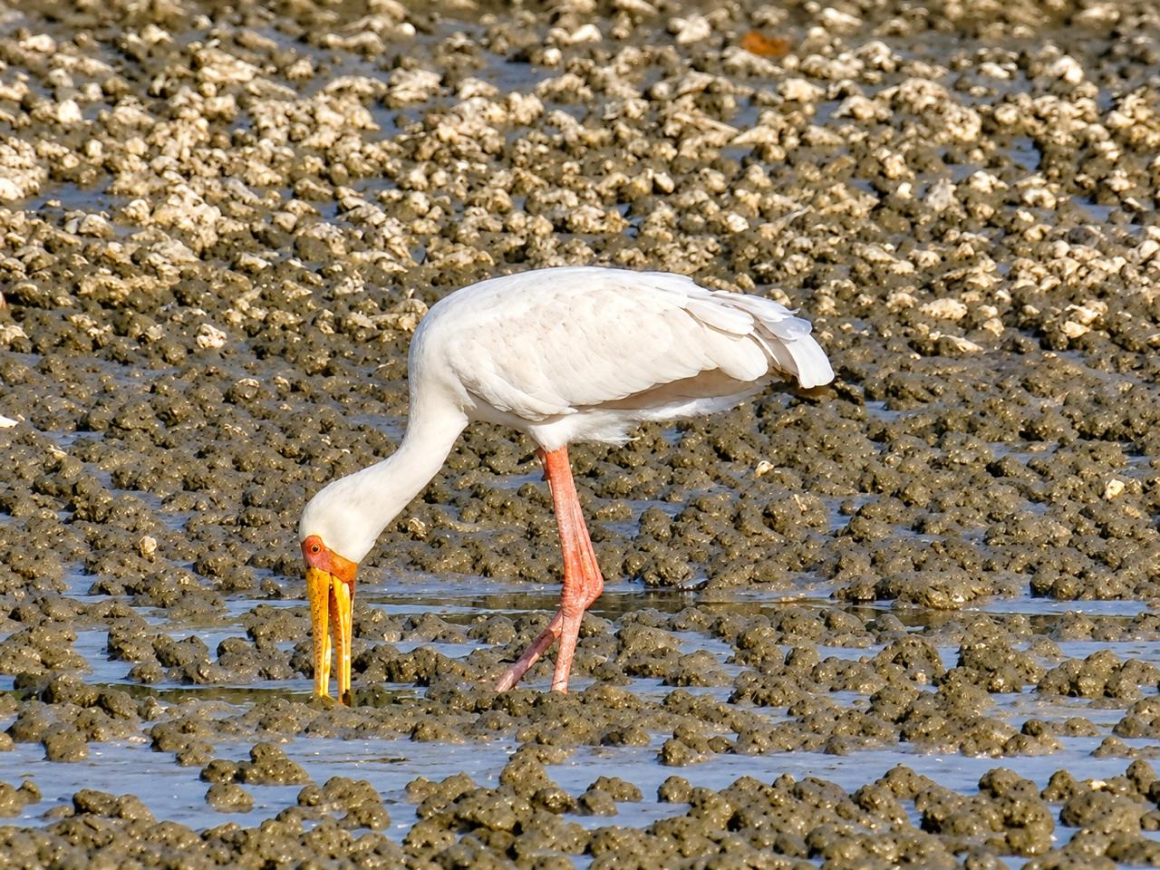 Yellow-billed stork