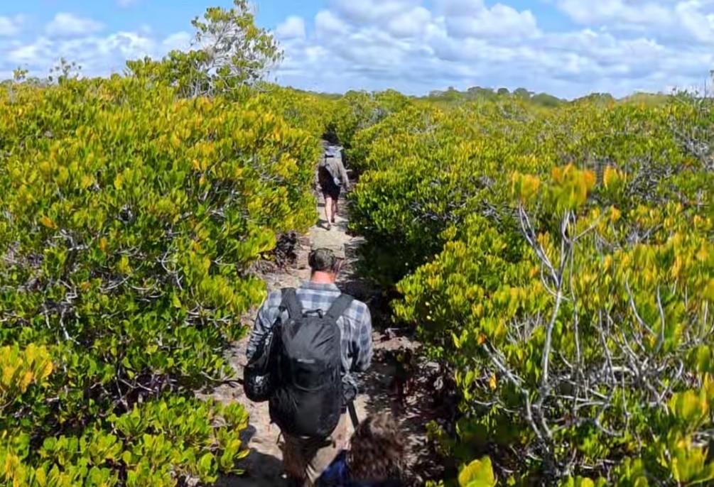 Mangrove Experience