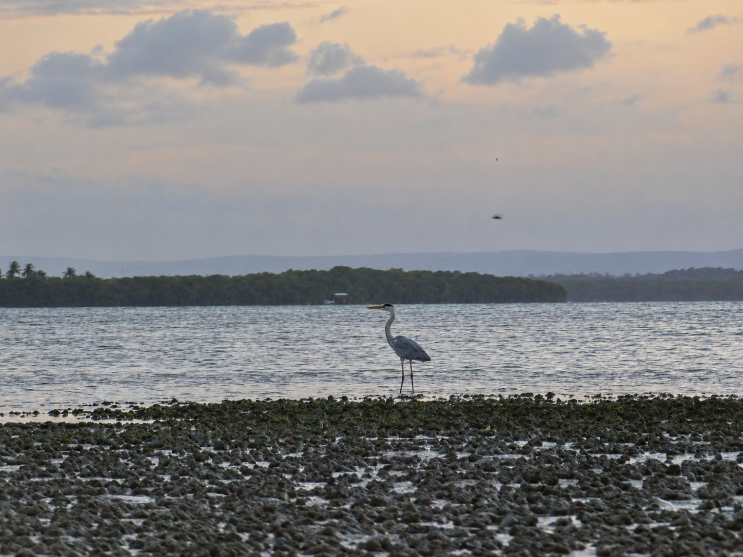 Grey heron