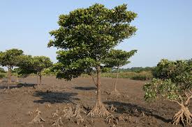 Bruguiera gymnorrhiza