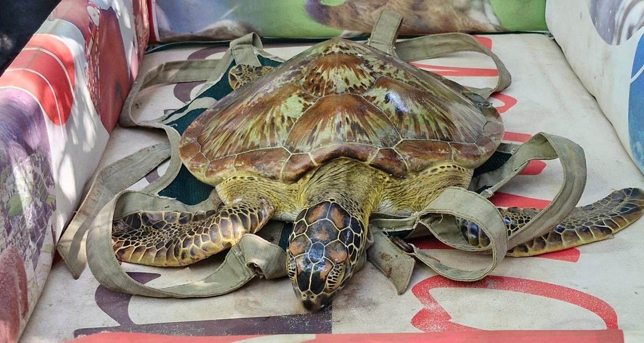 Sea turtle