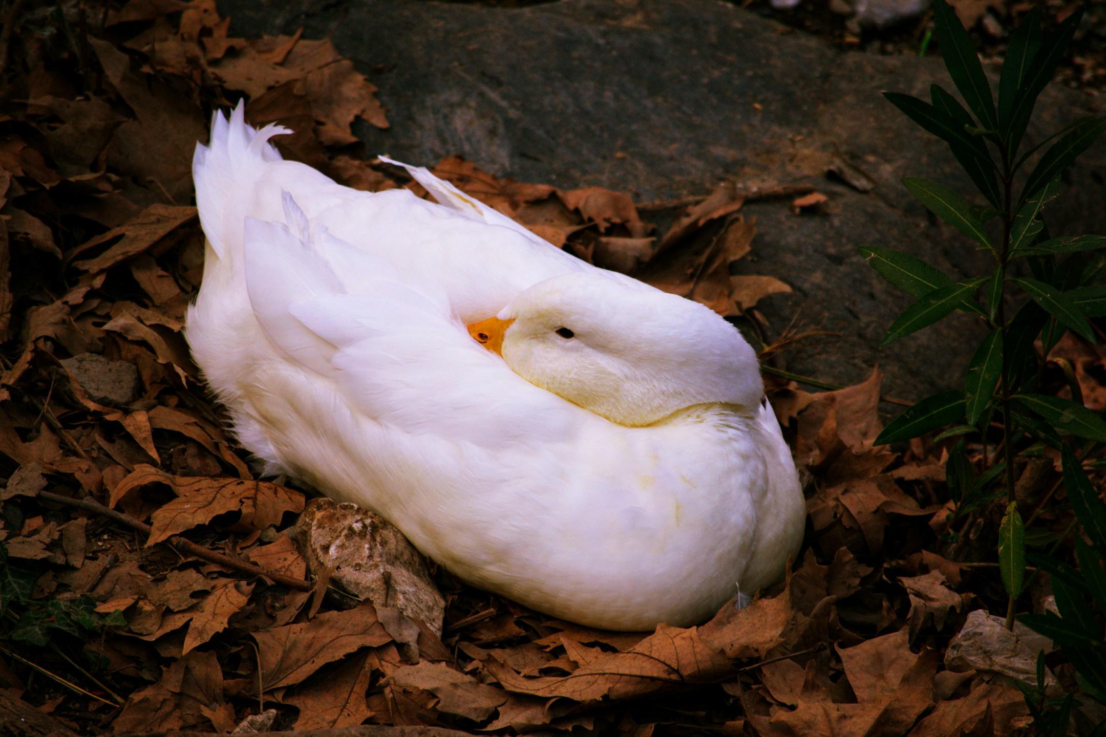 Lonely Goose