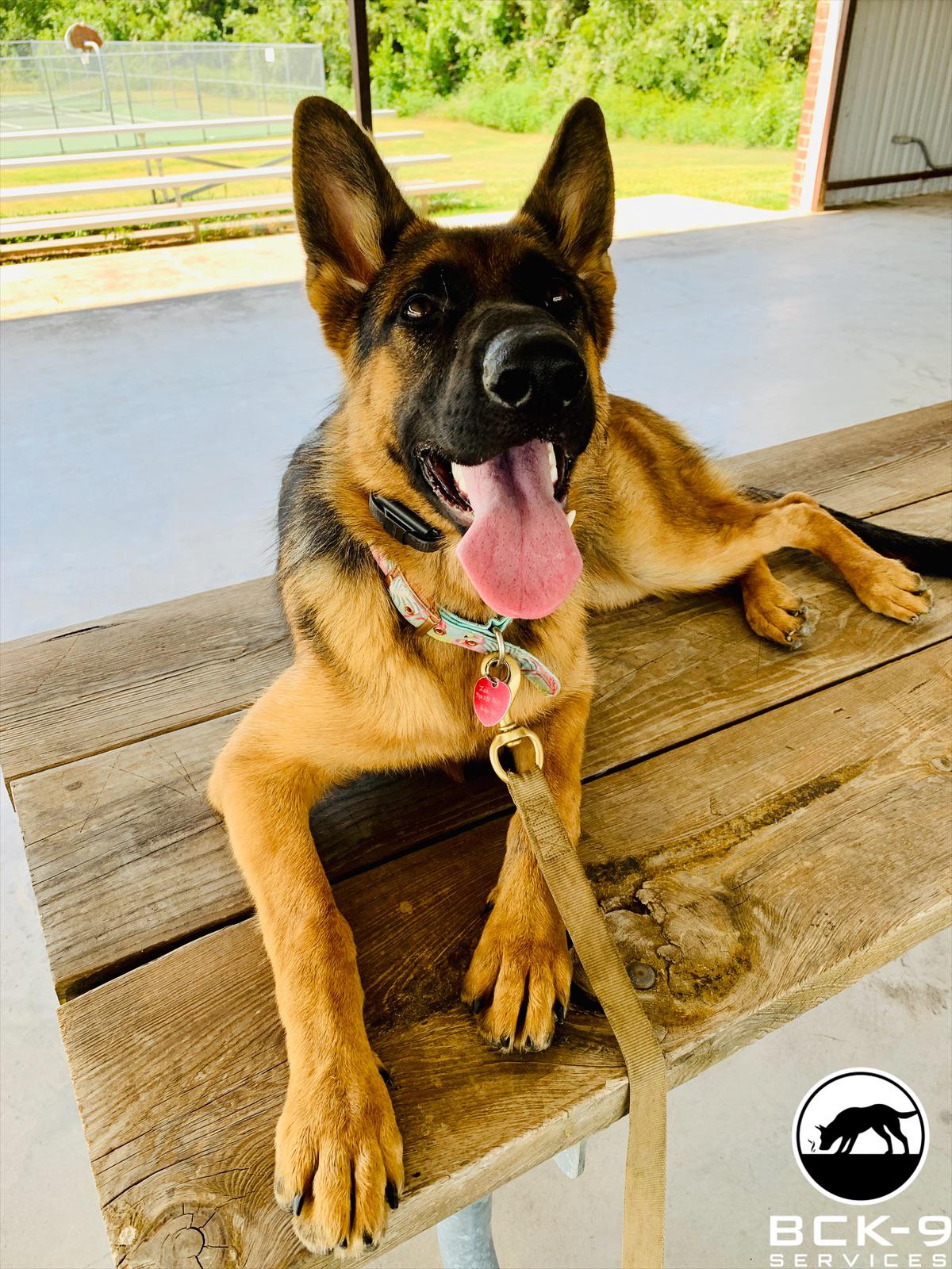 At BCK-9, we understand that man&#x27;s best friend is also man&#x27;s guardian angel. If you&#x27;re wondering how to detect pipeline leaks, there&#x27;s simply no better option!