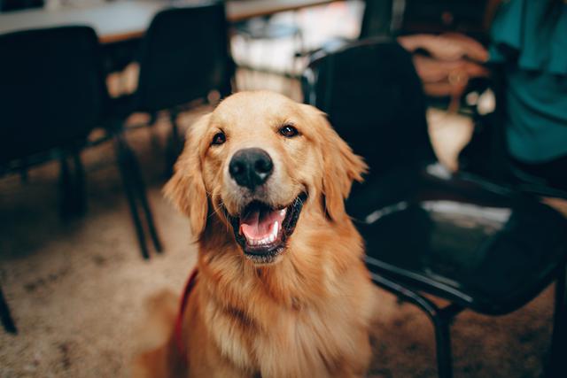Common misconceptions about Texas K-9 e-collar training