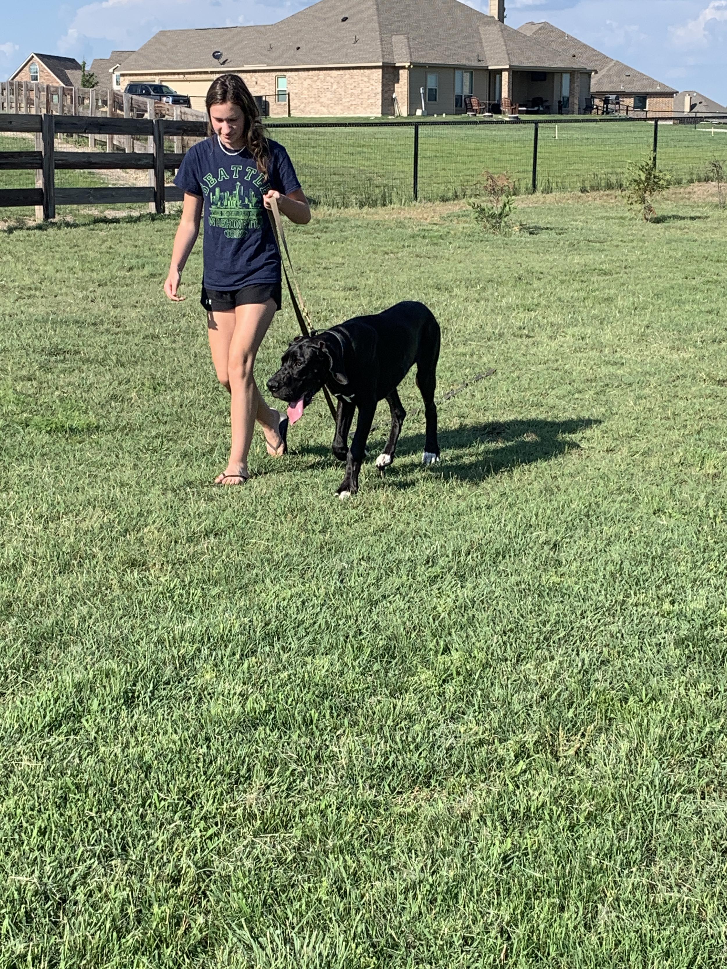 Dog training boarding in the park
