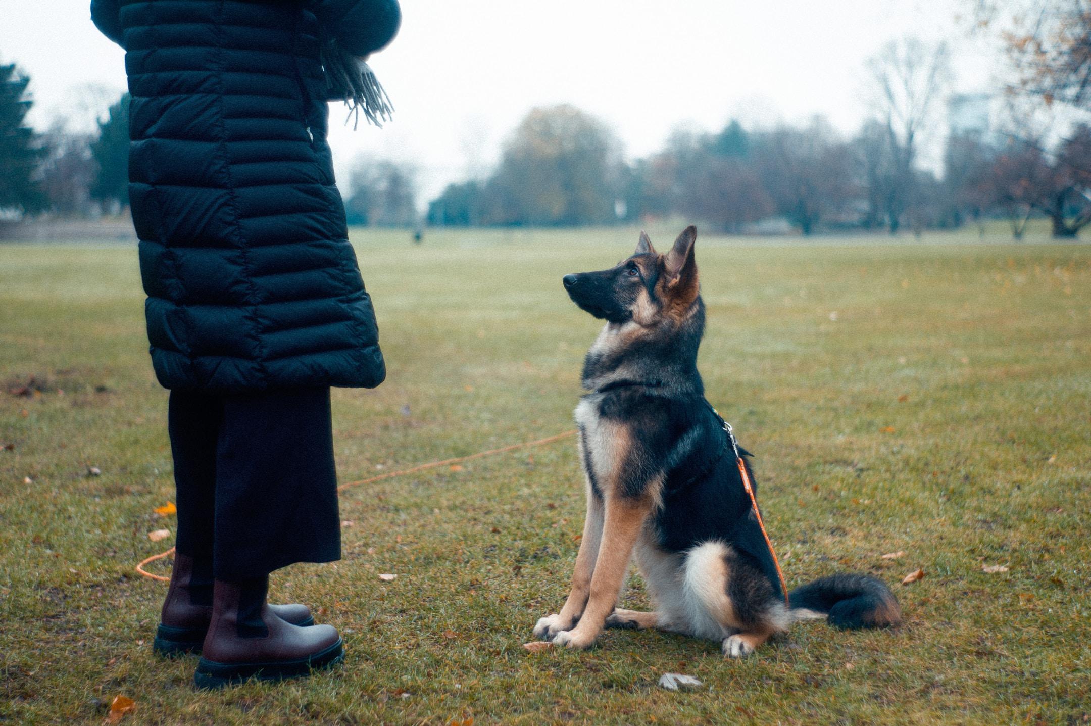 How to train dogs for K-9 narcotics and explosives detection