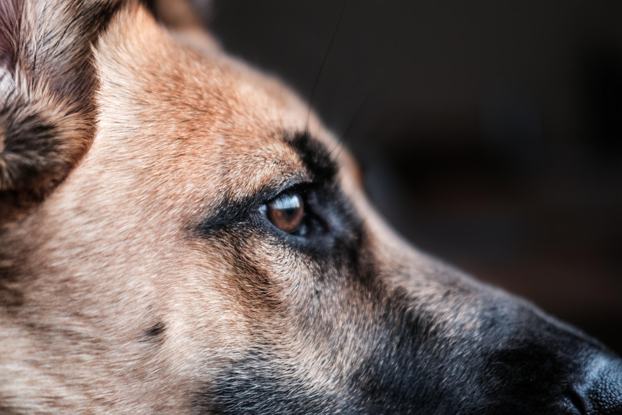 How does K-9 natural gas leak detection work?
