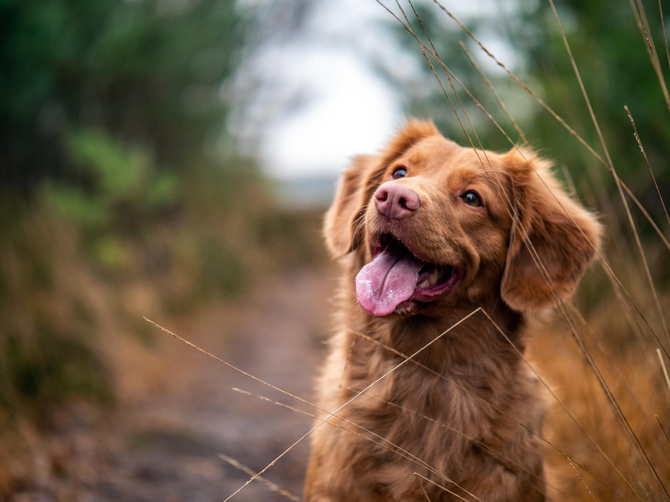 Most common behaviors eliminated by dog training in North Texas