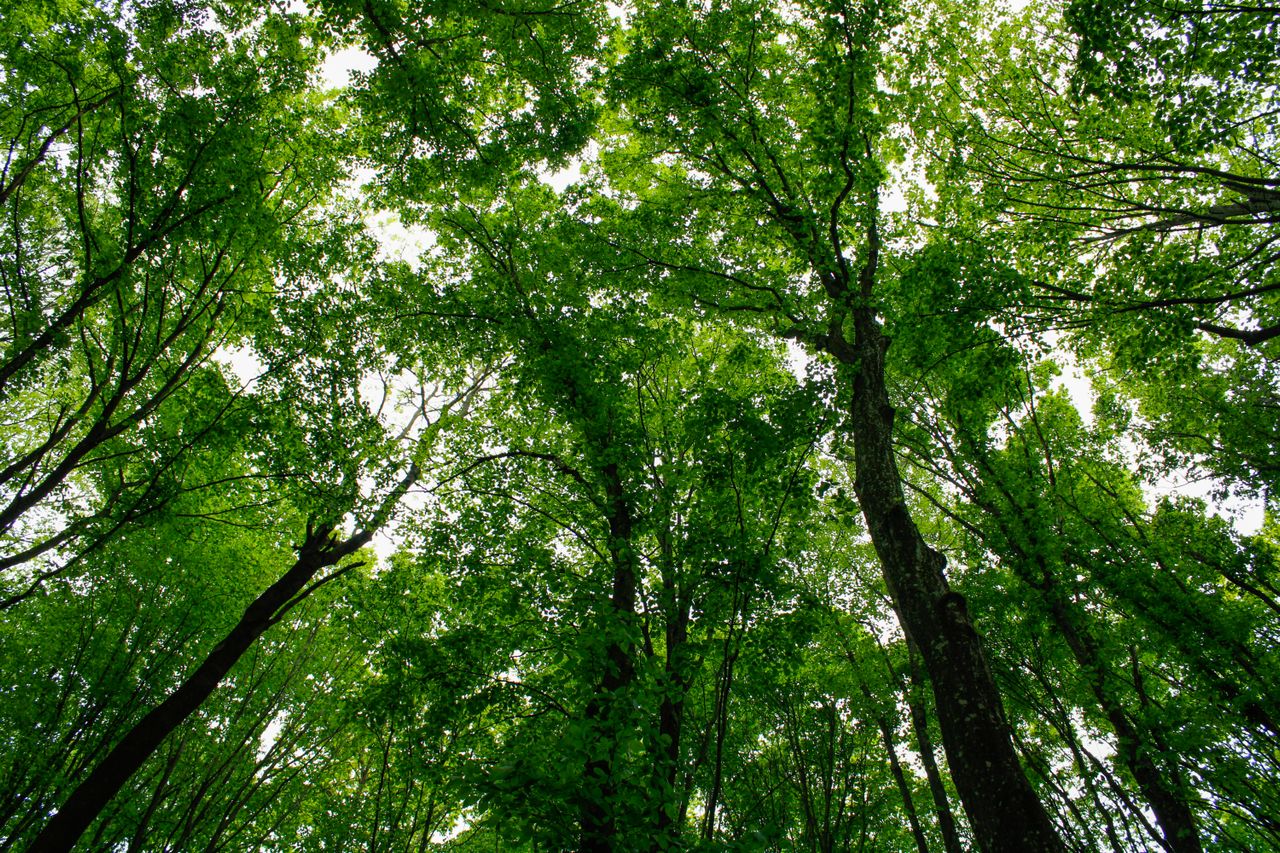 Forest Adventures