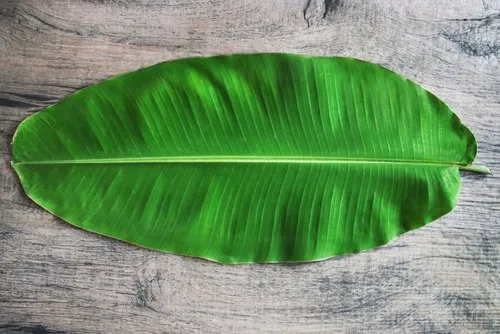 banana-leaf-500x500 (1).jpg