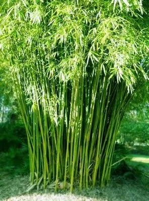 graceful-bamboo2-500x500.jpg