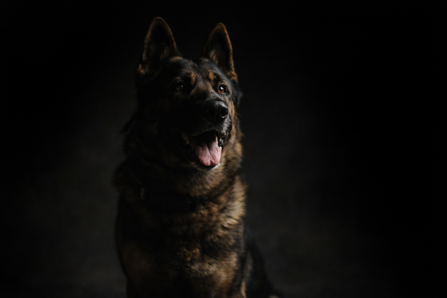 Scout: Border Patrol Guardian