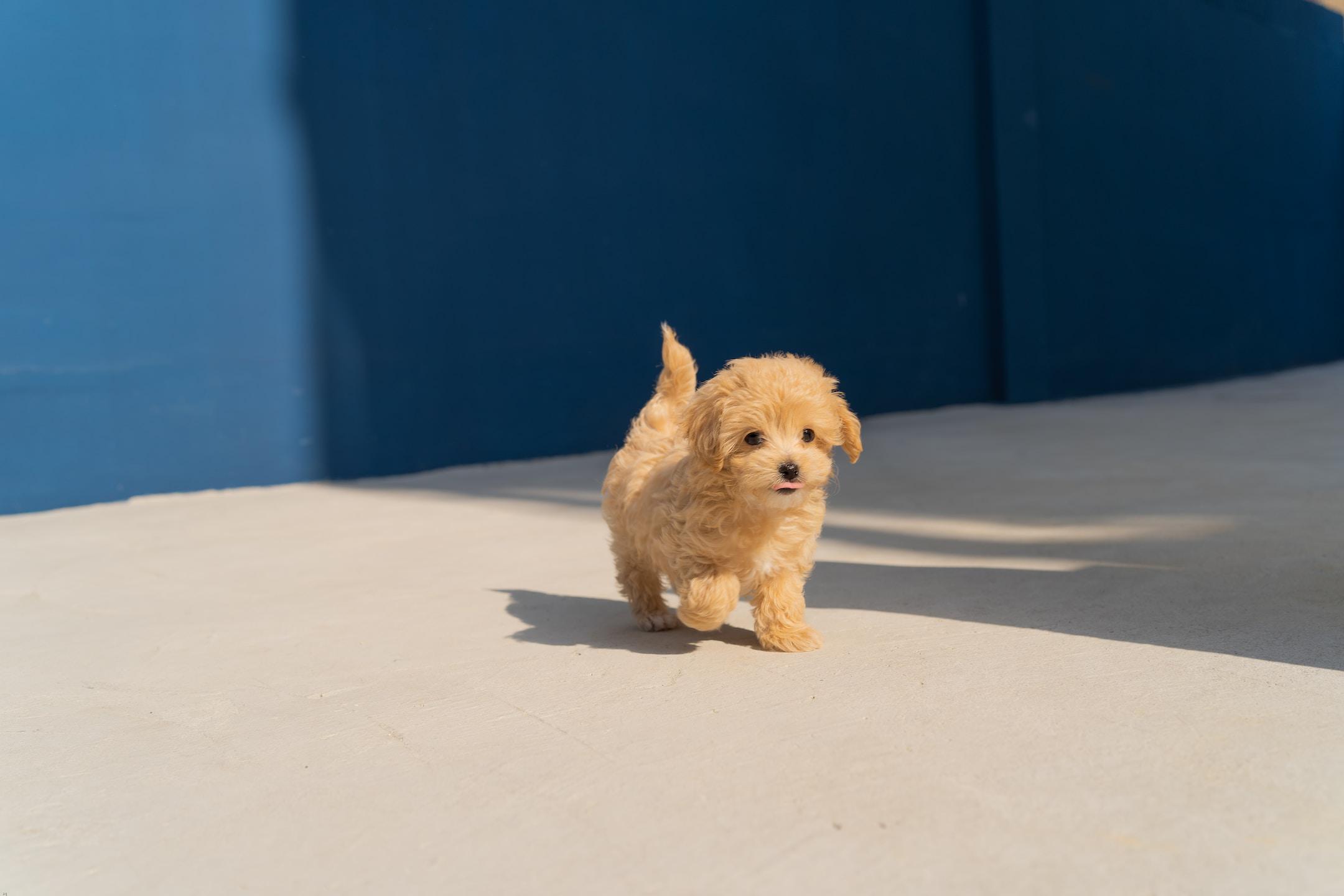 A puppy walking.