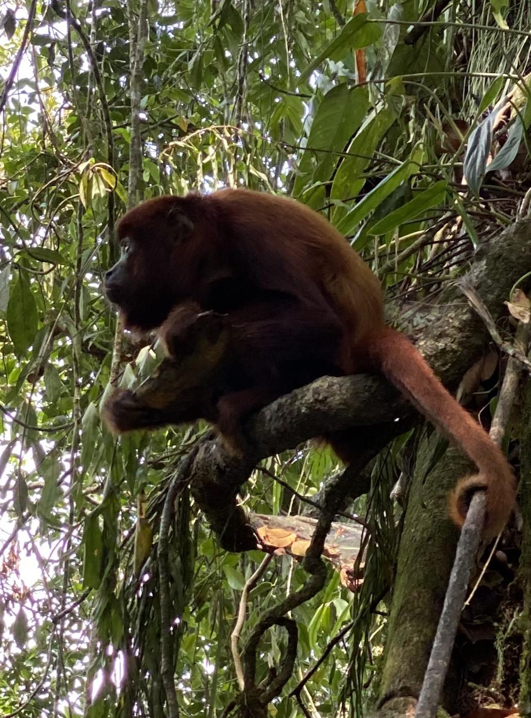 img_8541 mono auula posando copia ampler.jpg