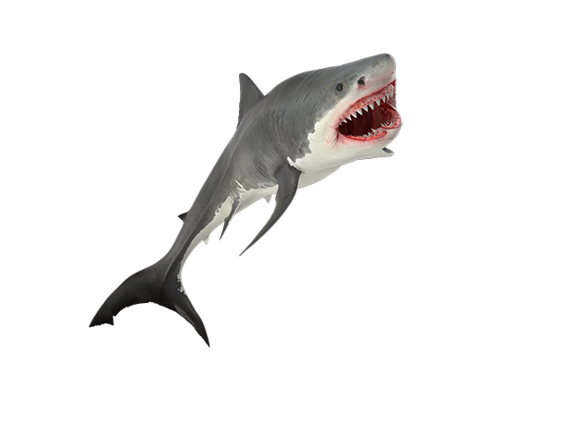 great white shark 640.png