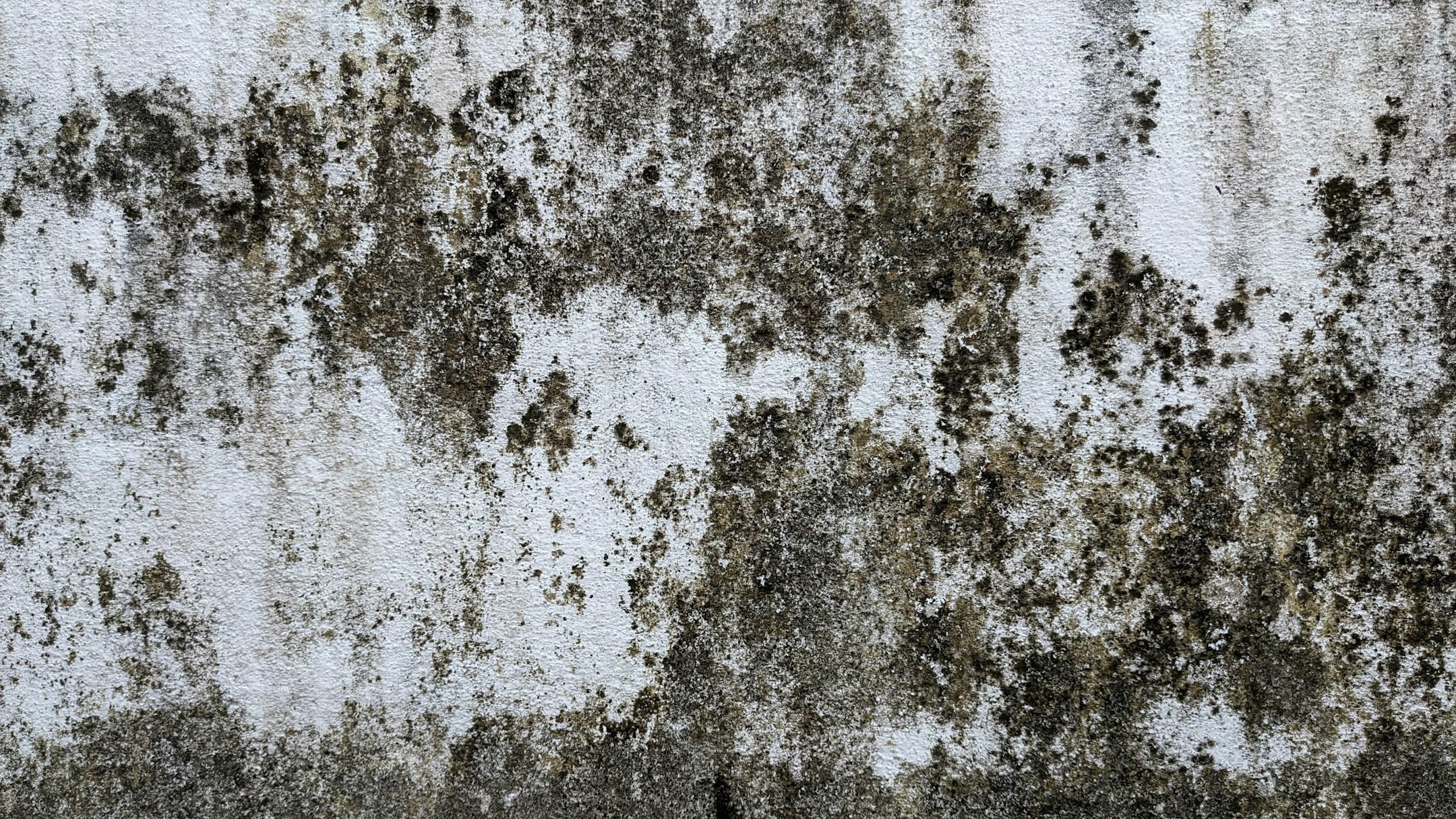 heavily mold mildew textured concrete wall.