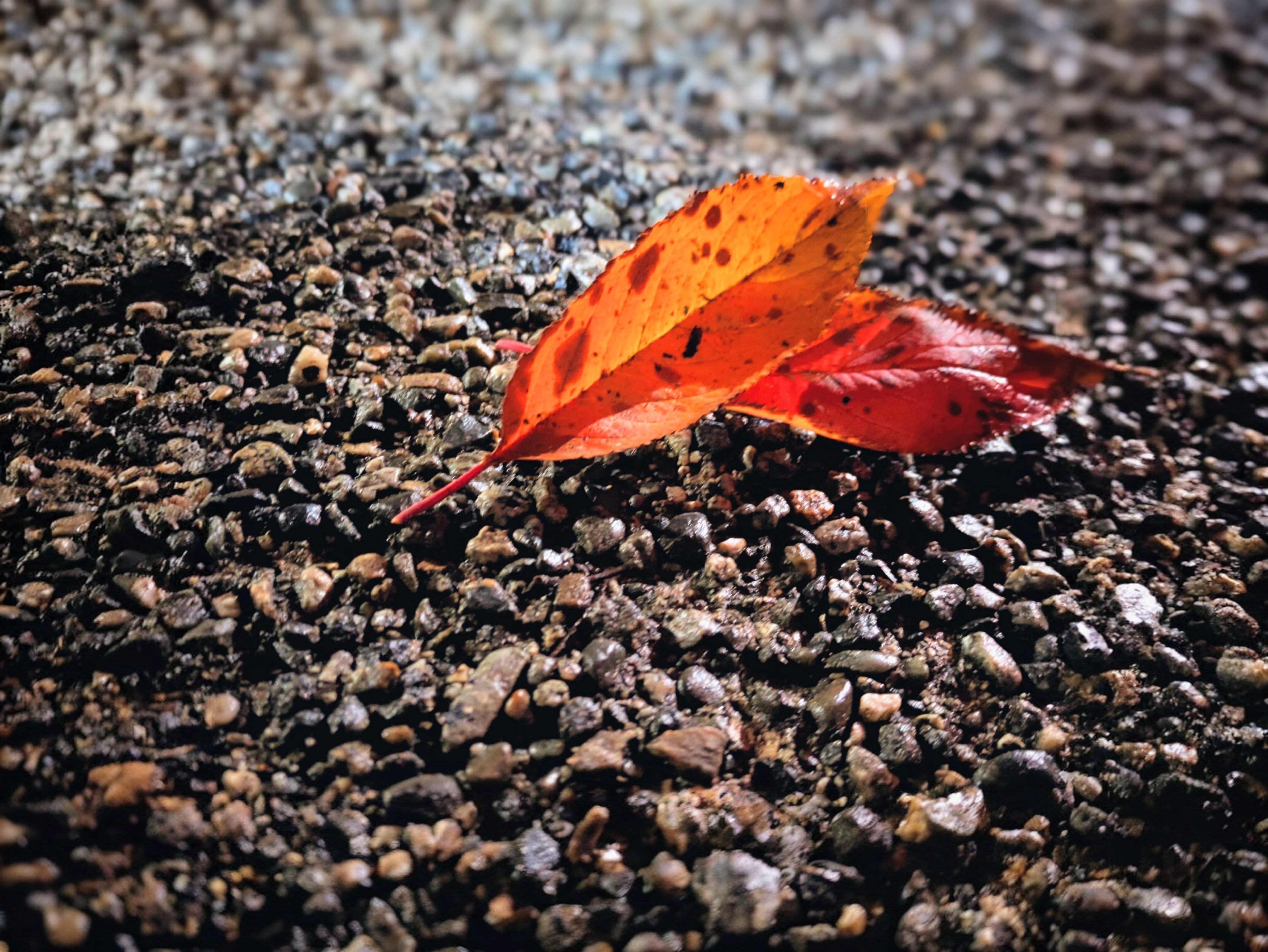 Fallen autumn leaves scattered across gray gravel, texture and color contrast study