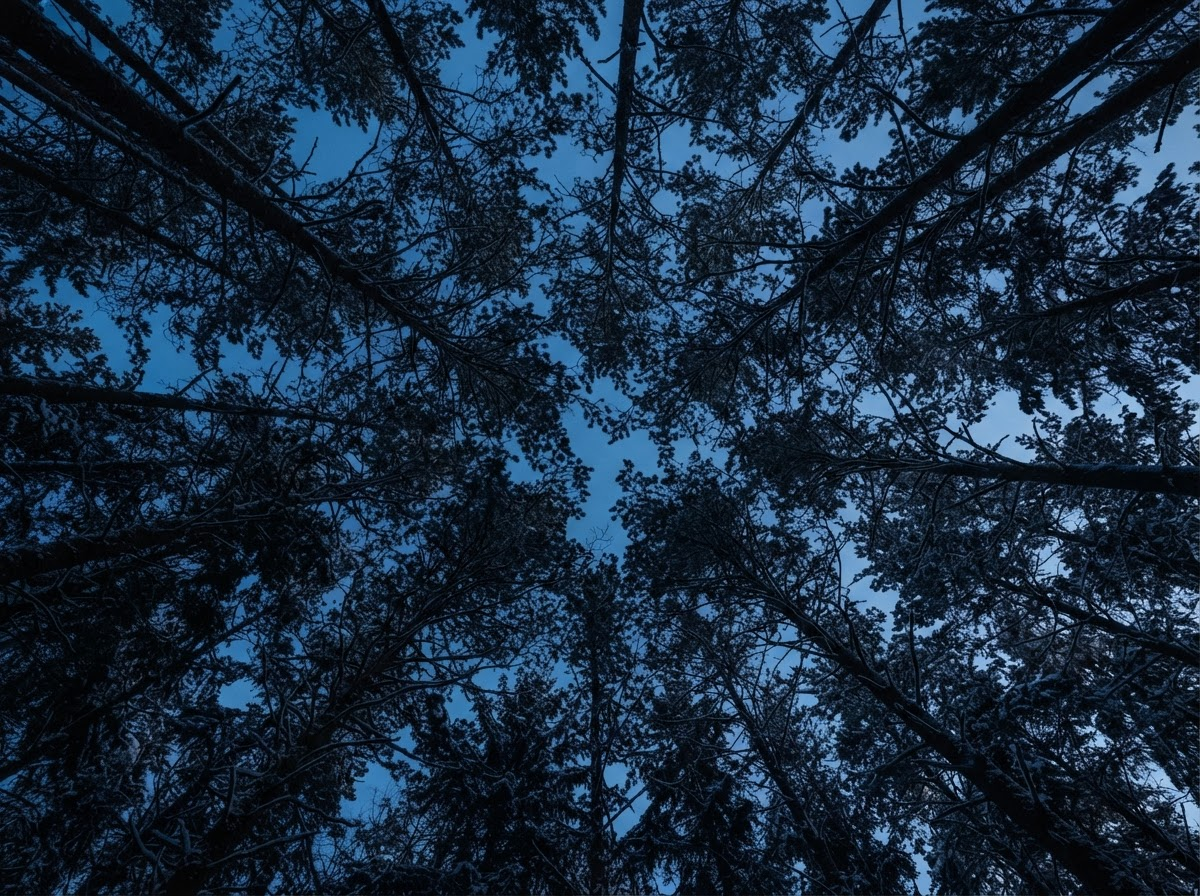 Looking straight up at a dark conifer canopy against a deep blue winter sky, branches forming geometric patterns