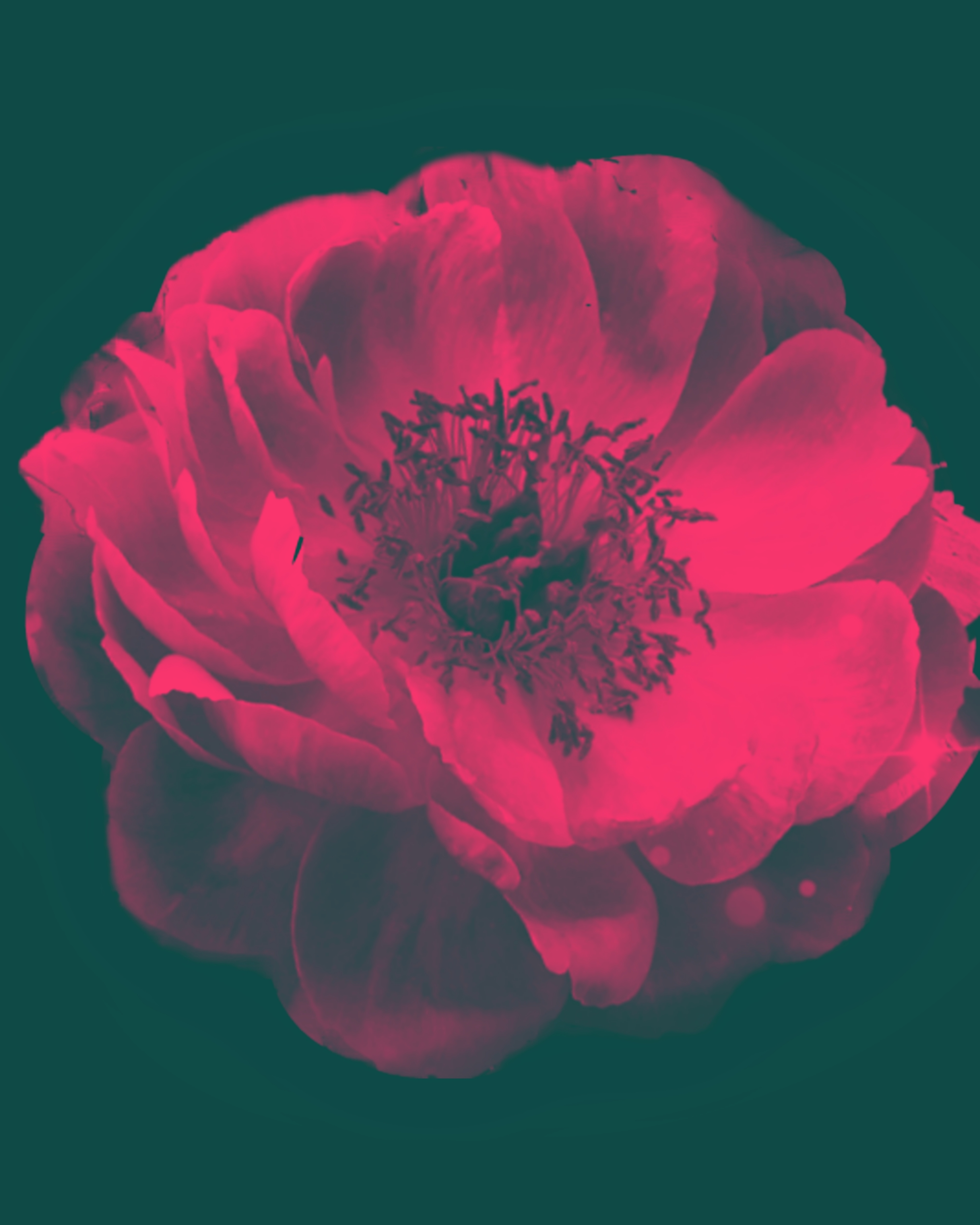A dramatic magenta peony in full open close-up against a dark teal shadowed background, painterly light on saturated petals