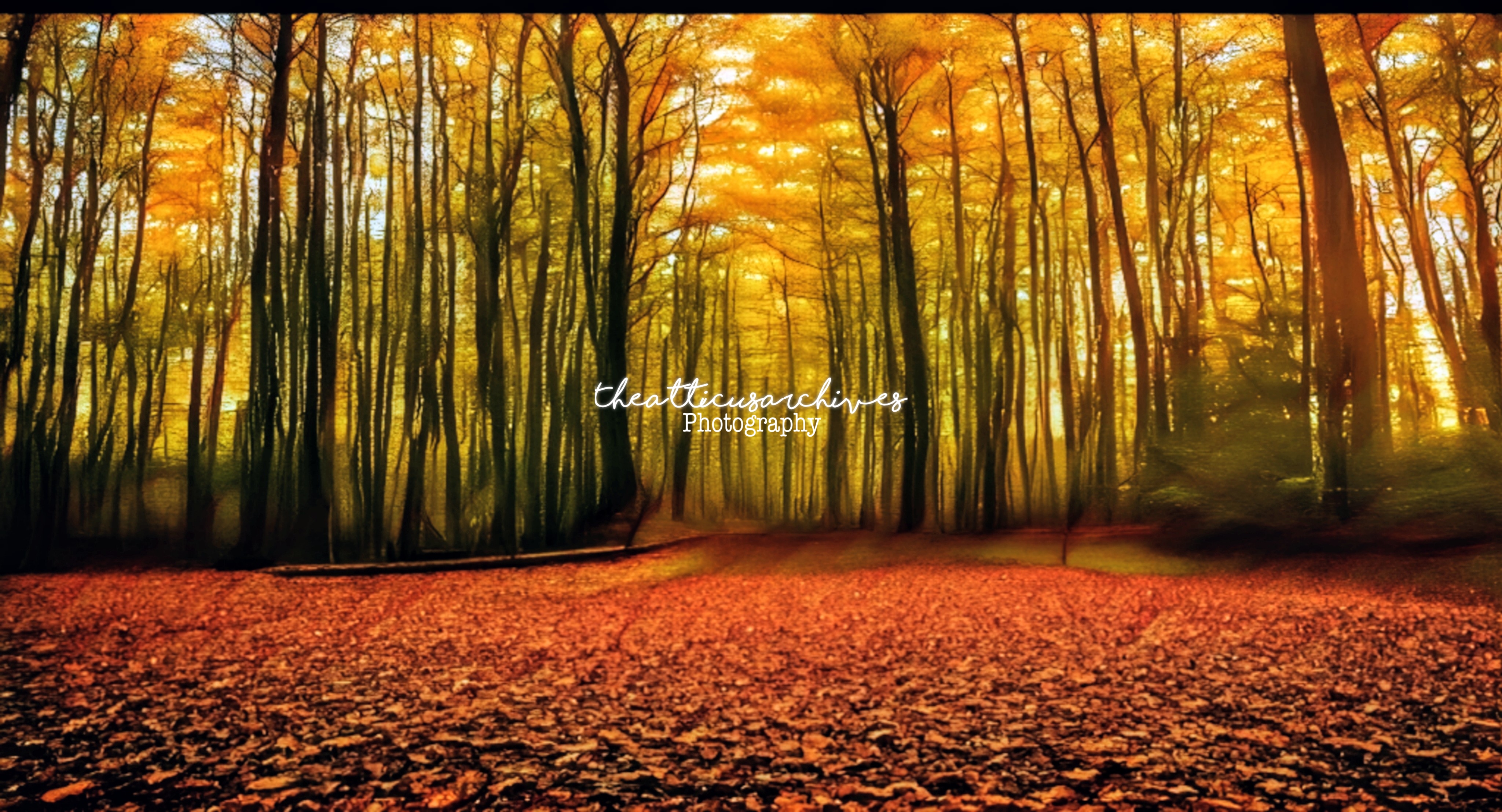 An autumn forest trail glowing with amber and rust foliage, low warm sunlight, fallen leaves on the path