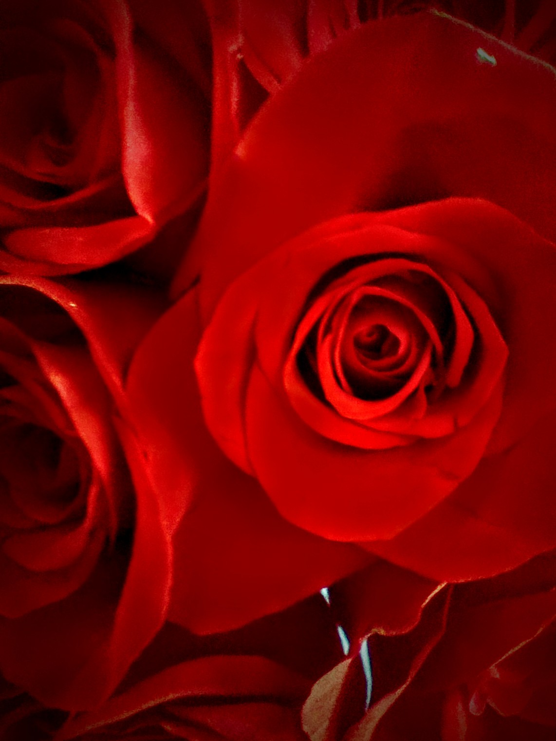 A deep crimson rose emerging from near-black shadows, velvety petals in chiaroscuro lighting