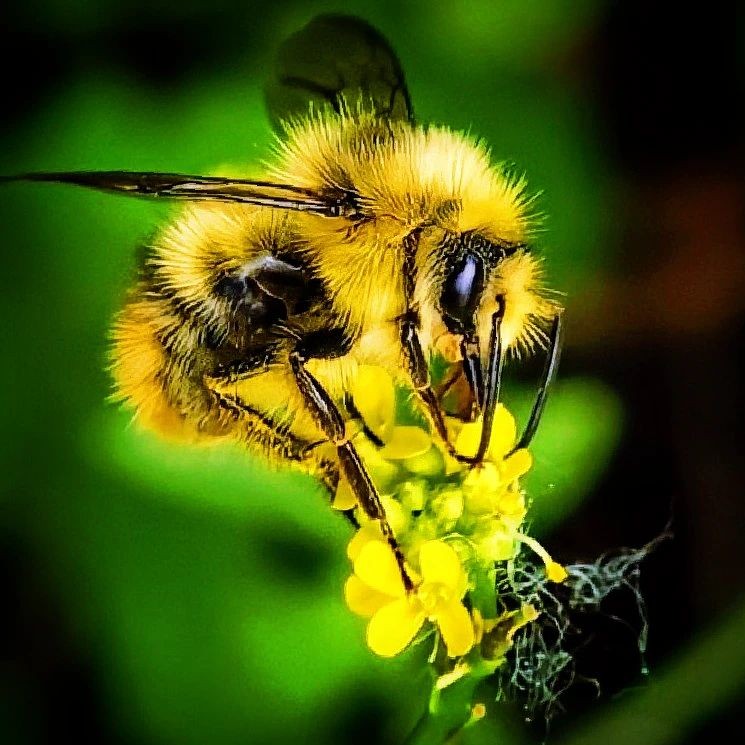 A bumblebee visits a delicate blossom in soft natural light, a small encounter in detail