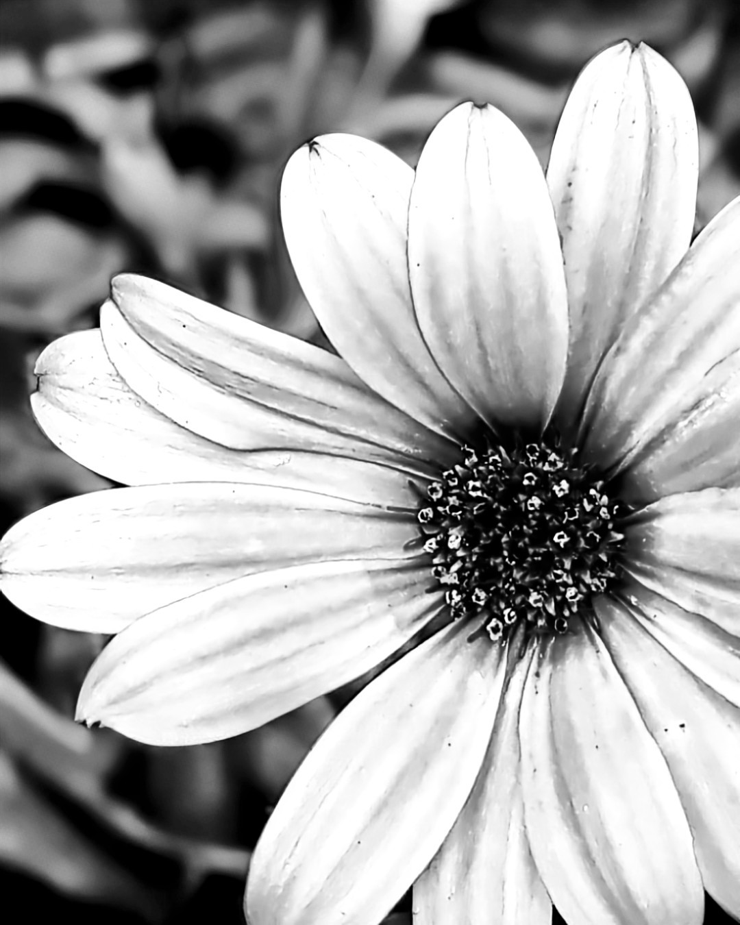 A single daisy rendered in black and white, dramatic side lighting, fine petal detail