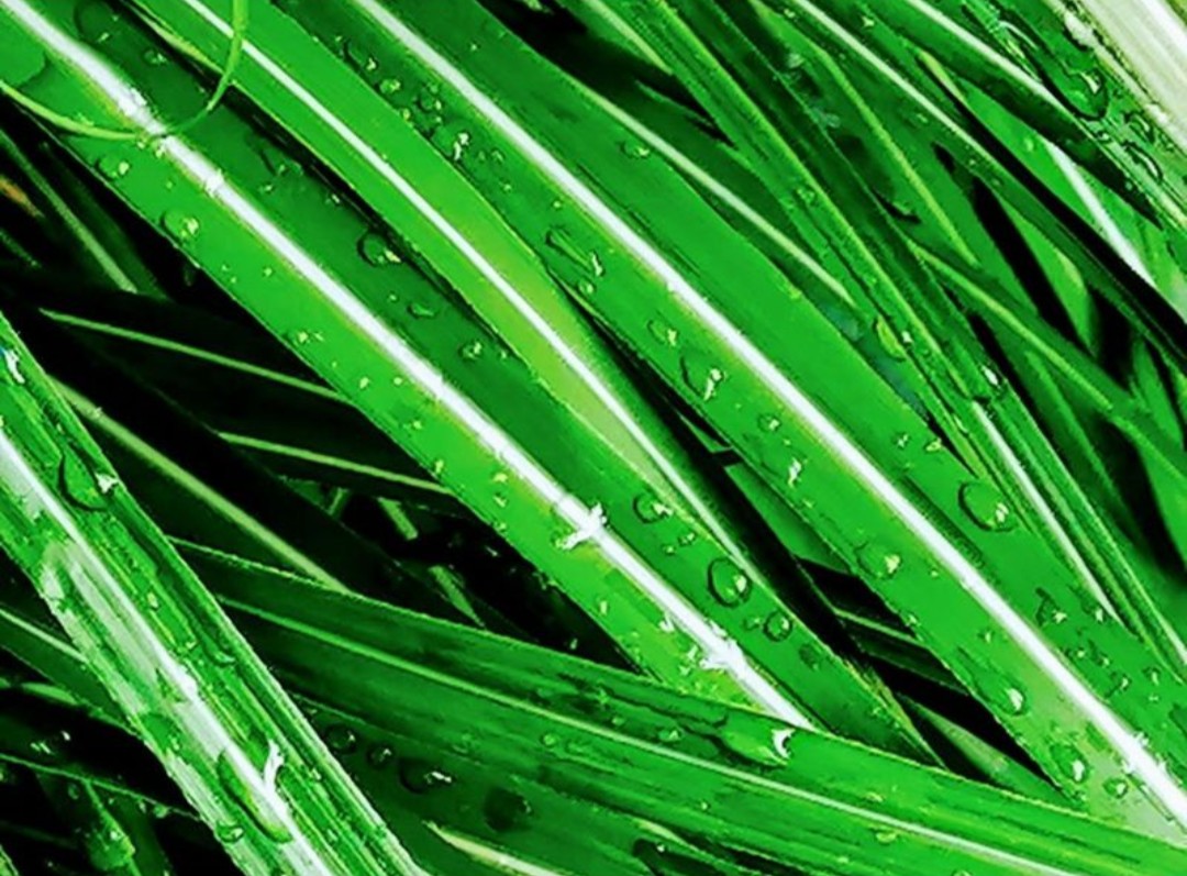 Fine grass blades glistening with morning dew drops, close-up study of texture and light