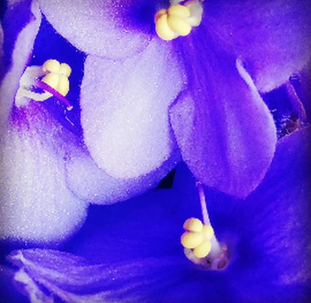 A violet orchid in extreme close-up, intricate petal structure visible, soft diffused light