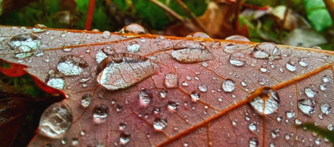 An autumn leaf covered with rain droplets, warm orange tones, close-up study of texture