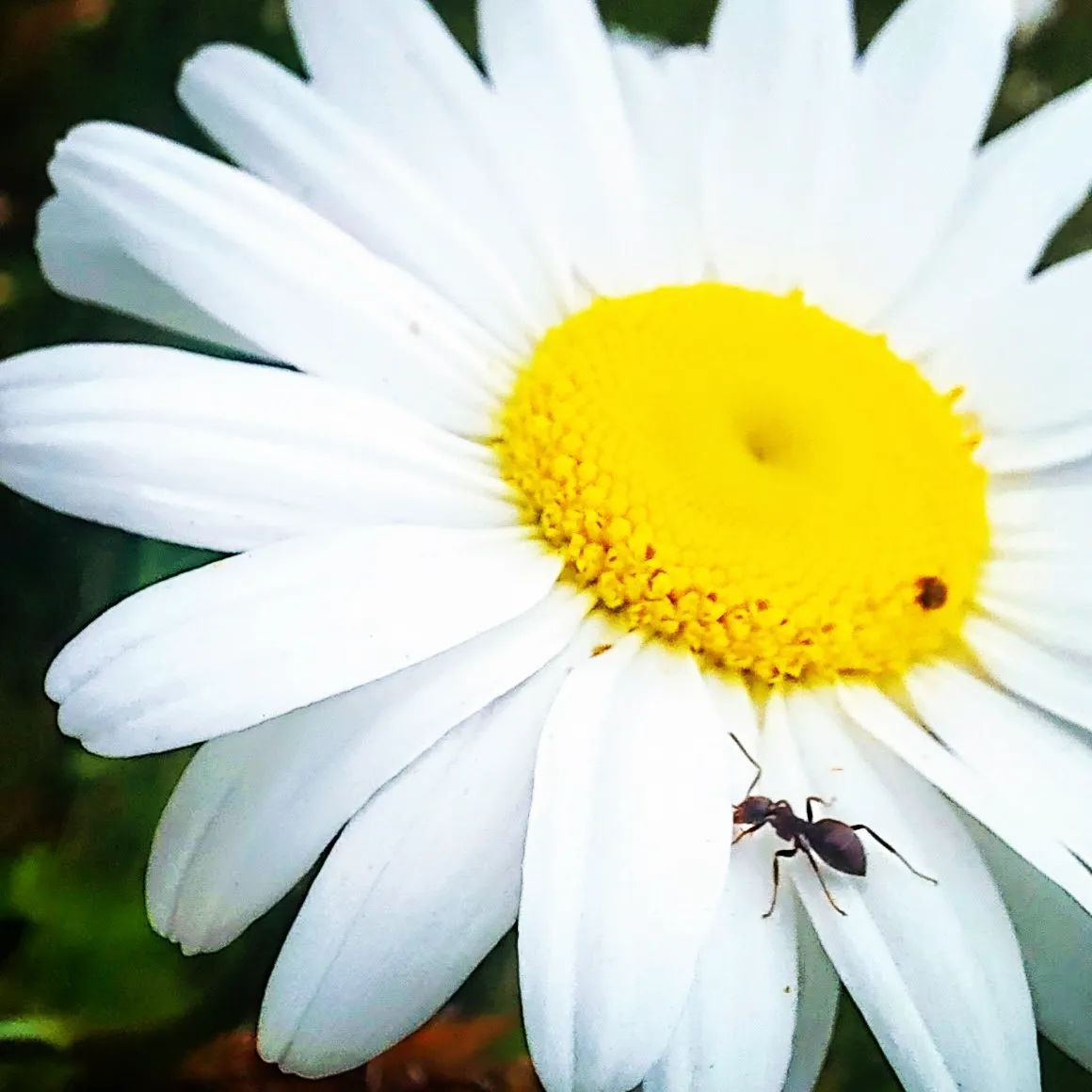 A small black ant traverses the bright white petals of a daisy in extreme close-up, crisp focus, soft green background