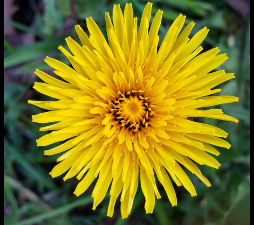 A golden dandelion in full bloom, lit by warm afternoon sun, cheerful bright yellow
