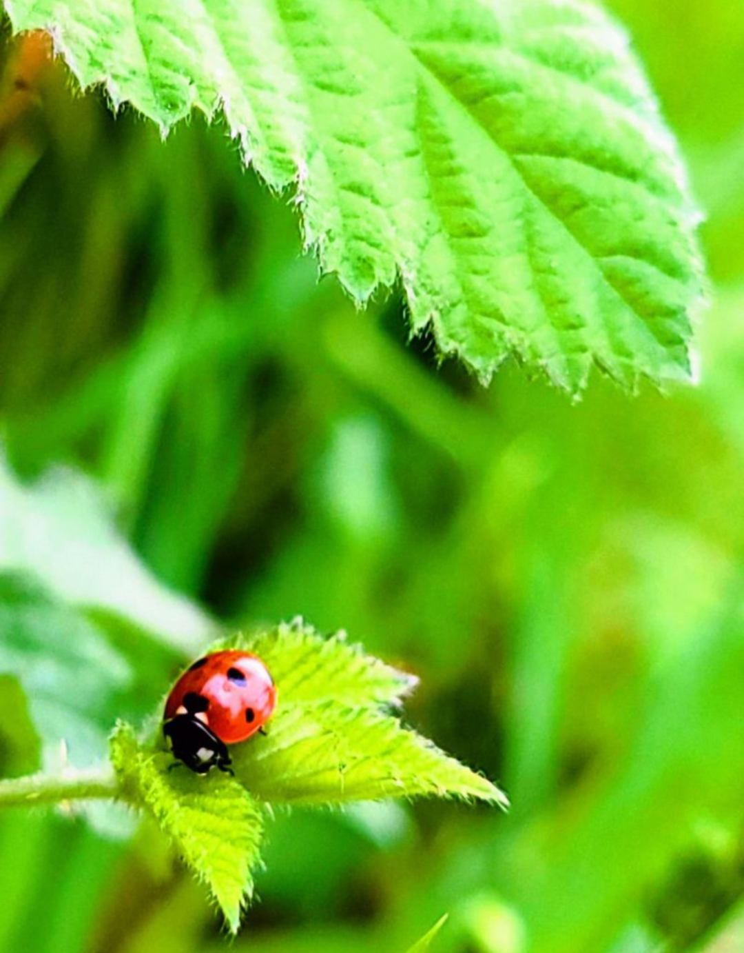 A red ladybug rests on fresh green leaves with morning dew, vivid natural color in soft diffused light