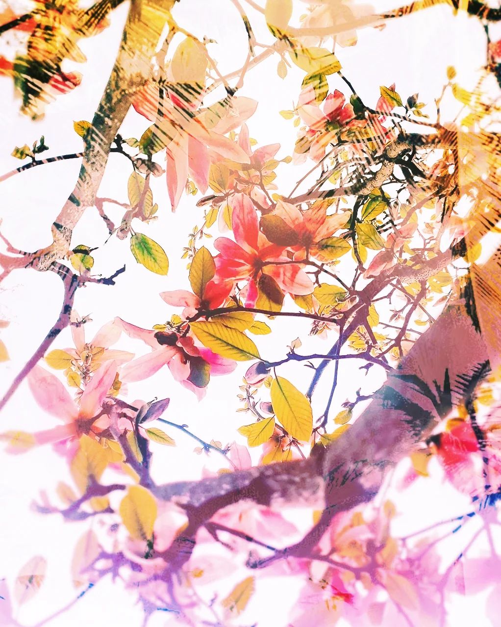 Delicate flowering branches in soft pastel tones, spring blossoms against soft background