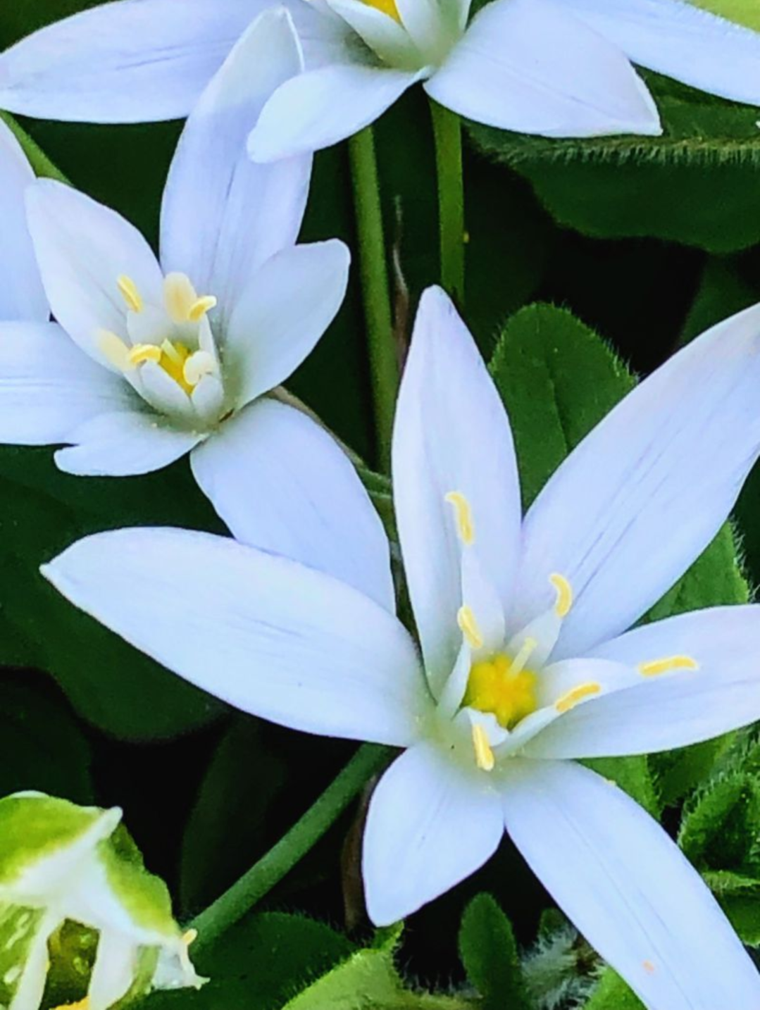 Delicate white star-shaped flowers in soft natural light, minimal composition