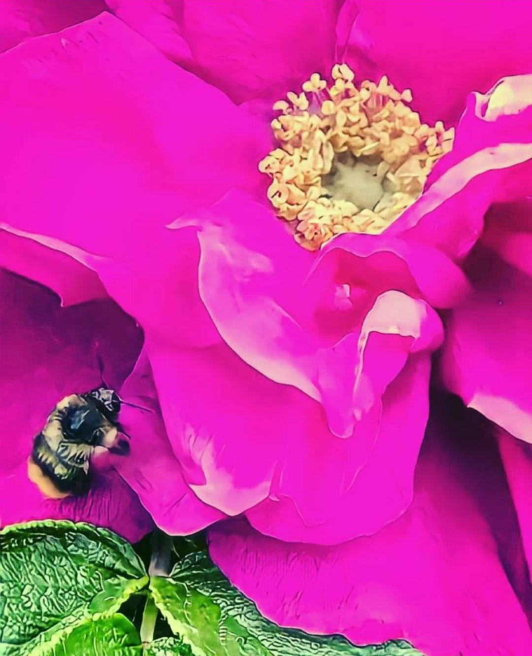 A bee surrounded by soft pink flower petals in warm afternoon light, small encounter study