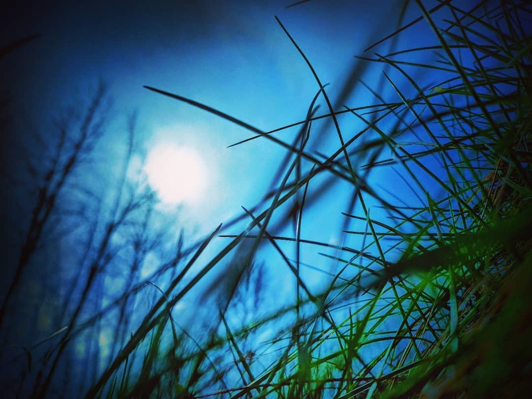 Tall golden reeds sway against a clear deep blue sky, backlit by late sun, minimal composition