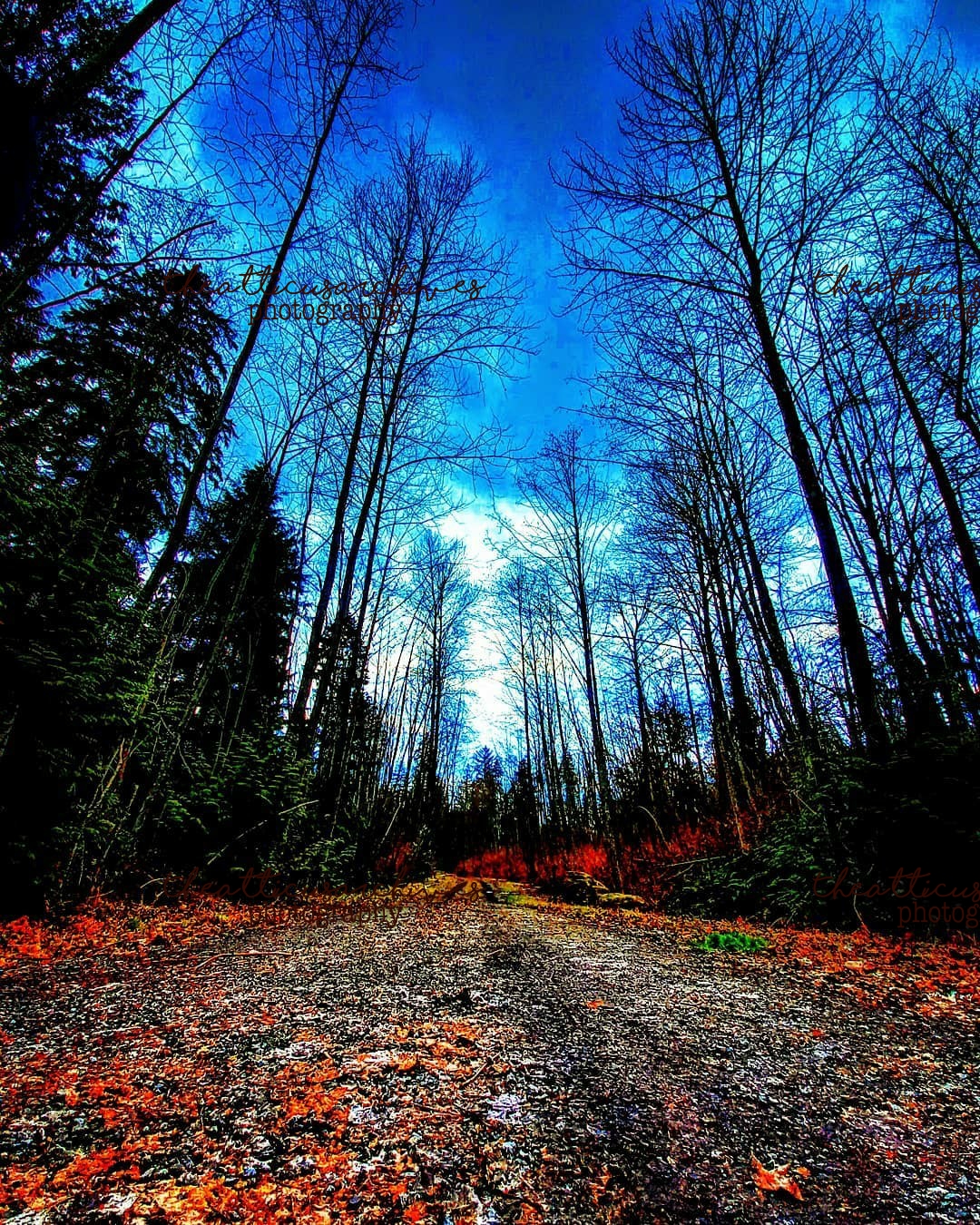 A forest trail in autumn colors, warm amber and rust tones, fallen leaves lining the path